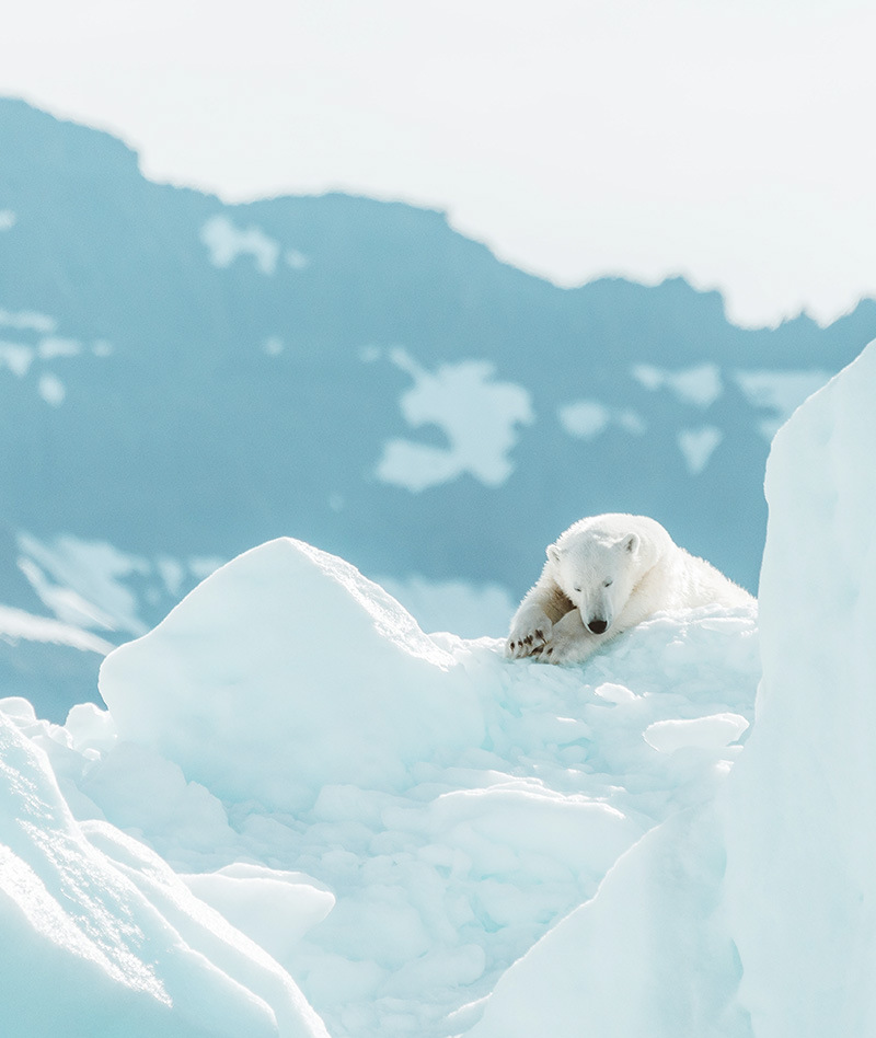 Arctic Cruise Adventure: In Search of the Polar Bear 2022