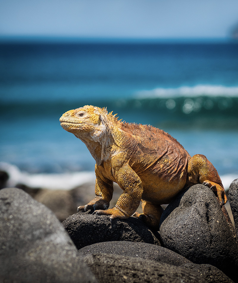Galápagos Wildlife Adventure