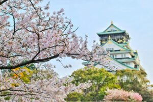 Japan Cherry Blossoms